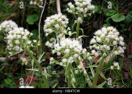 Weiße Pestwurz Blüten Stockfoto