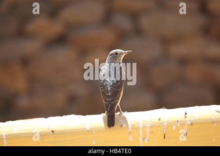 Blauen Rock Soor (Monticola Solitarius) Stockfoto