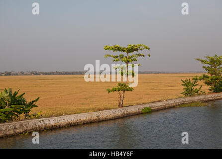 Paddy Reisfeld in der Nähe von Rückstau Kanal in Kerala, Indien. Stockfoto