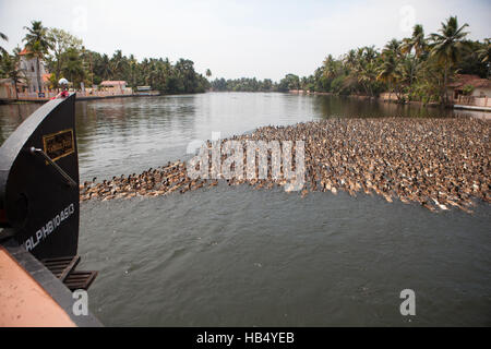 Herde von Enten auf den Backwaters in Chennamkary, Kerala, Indien Stockfoto