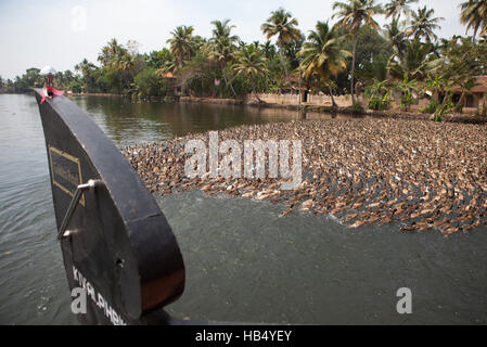 Herde von Enten auf den Backwaters in Chennamkary, Kerala, Indien Stockfoto