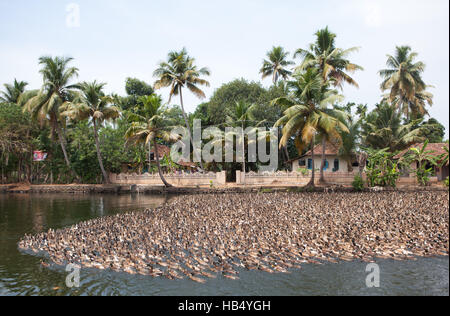 Herde von Enten auf den Backwaters in Chennamkary, Kerala, Indien Stockfoto