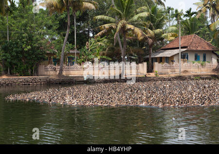 Herde von Enten auf den Backwaters in Chennamkary, Kerala, Indien Stockfoto