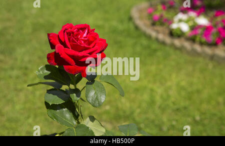 Rote Rose im Garten Stockfoto