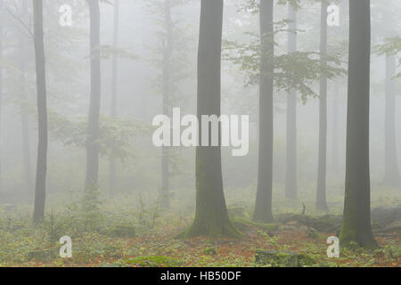 Buchenwald (Fagus Sylvatica) im frühen Morgennebel Stockfoto