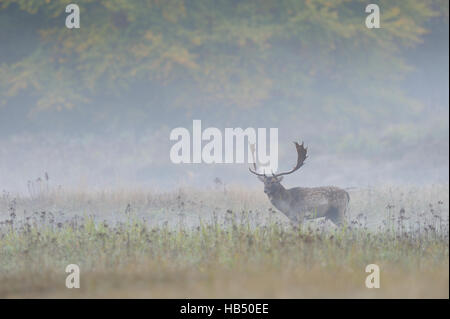 Damhirsch im Morgennebel, Deutschland Stockfoto