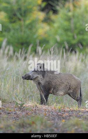 Wildschweine, Deutschland Stockfoto