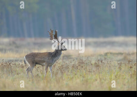 Damhirsch (Cervus Dama) im Herbst, Deutschland Stockfoto