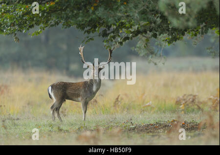 Damwild, Cervus Dama, Deutschland Stockfoto