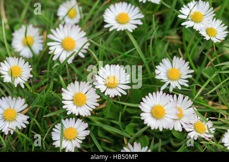 Gänseblümchen auf Wiese, White Daisy Blume Makro Stockfoto