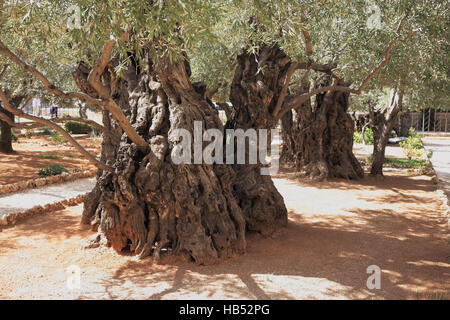 Sehr alte Olivenbäume in der Gethsemane Stockfoto