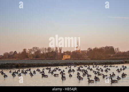 Kanadagans (Branta Canadensis) auf Themse bei Lechlade, England, Vereinigtes Königreich Stockfoto