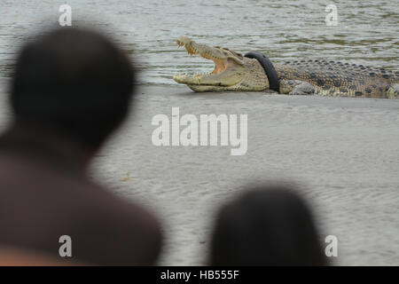 Palu, Indonesien. 4. Dezember 2016. Bewohner sehen Sie wilde Krokodil Motorrad gefangen, die Reifen am Fluss Sand Sonnenbaden Rückzug war. Krokodil gefangen in der Motorrad-Reifen ist jetzt in einem Zustand des Sterbens von ihrem Hals Motorradreifen zunehmend erwürgt ihn und die Einheimischen Natural Resources Conservation Center (BKSDA) konnte nicht alles tun, um das Krokodil in Ermangelung entsprechender Ausrüstung zu helfen. Bildnachweis: Basri Marzuki/Pacific Press/Alamy Live-Nachrichten Stockfoto