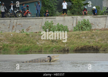 Palu, Indonesien. 4. Dezember 2016. Bewohner sehen Sie wilde Krokodil Motorrad gefangen, die Reifen am Fluss Sand Sonnenbaden Rückzug war. Krokodil gefangen in der Motorrad-Reifen ist jetzt in einem Zustand des Sterbens von ihrem Hals Motorradreifen zunehmend erwürgt ihn und die Einheimischen Natural Resources Conservation Center (BKSDA) konnte nicht alles tun, um das Krokodil in Ermangelung entsprechender Ausrüstung zu helfen. Bildnachweis: Basri Marzuki/Pacific Press/Alamy Live-Nachrichten Stockfoto