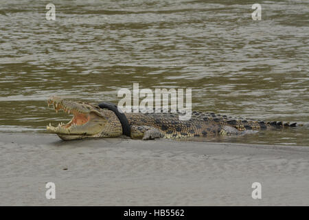 Palu, Indonesien. 4. Dezember 2016. Eine wilde Krokodil gefangen Motorrad, die Reifen am Fluss Sand Sonnenbaden Rückzug war. Krokodil gefangen in der Motorrad-Reifen ist jetzt in einem Zustand des Sterbens von ihrem Hals Motorradreifen zunehmend erwürgt ihn und die Einheimischen Natural Resources Conservation Center (BKSDA) konnte nicht alles tun, um das Krokodil in Ermangelung entsprechender Ausrüstung zu helfen. Bildnachweis: Basri Marzuki/Pacific Press/Alamy Live-Nachrichten Stockfoto