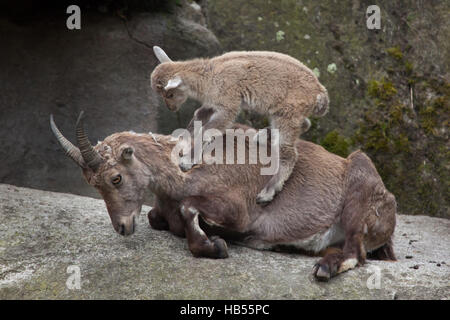 Alpensteinbock (Capra Ibex Ibex), auch bekannt als der Steinbock oder Bouquetin. Steinbock-Kind spielt mit seiner Mutter im Hellabrunn Zoo in München, Bayern, Deutschland Stockfoto