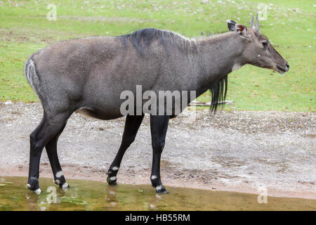 Jackale (Boselaphus Tragocamelus), auch bekannt als Nilgau oder blau Stier. Stockfoto