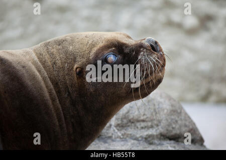 Kalifornische Seelöwe (Zalophus Californianus). Stockfoto