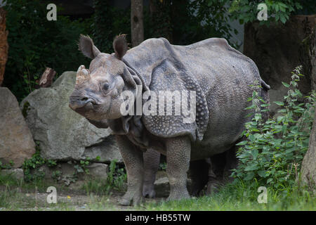 Panzernashorn (Rhinoceros Unicornis) im Hellabrunn Zoo in München, Bayern, Deutschland. Stockfoto