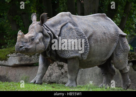 Panzernashorn (Rhinoceros Unicornis) im Hellabrunn Zoo in München, Bayern, Deutschland. Stockfoto