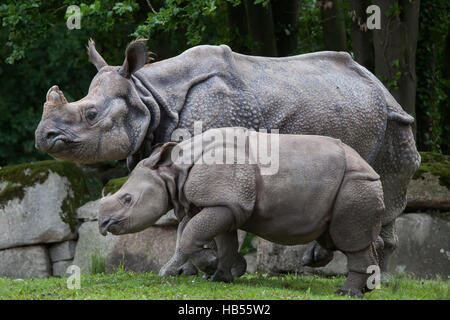 Neun Monate alten Panzernashorn (Rhinoceros Unicornis) namens Puri mit seiner Mutter Rapti im Hellabrunn Zoo in München, Bayern, Deutschland. Die Baby-rhin Stockfoto