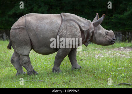 Neun Monate alten Panzernashorn (Rhinoceros Unicornis) namens Puri im Hellabrunn Zoo in München, Bayern, Deutschland. Baby Nashorn Bull Puri wurde o geboren. Stockfoto