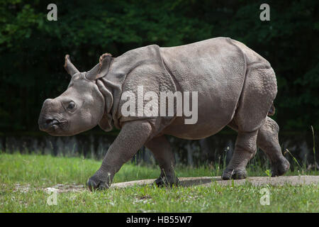 Neun Monate alten Panzernashorn (Rhinoceros Unicornis) namens Puri im Hellabrunn Zoo in München, Bayern, Deutschland. Baby Nashorn Bull Puri wurde o geboren. Stockfoto