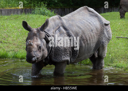 Panzernashorn (Rhinoceros Unicornis) im Hellabrunn Zoo in München, Bayern, Deutschland. Stockfoto