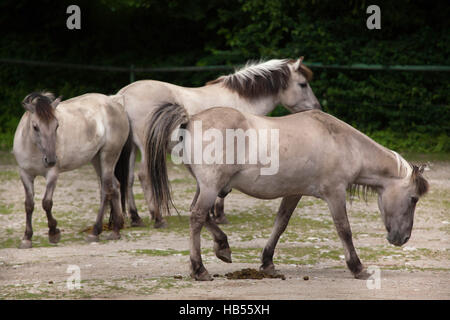 Teufel-Pferd (Equus Ferus Caballus), behauptete ähnelt der ausgestorbenen Tarpan (Equus Ferus Ferus) im Hellabrunn Zoo in München, Bayern, Deutschland. Stockfoto