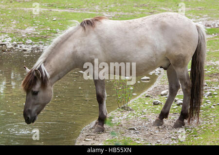 Teufel-Pferd (Equus Ferus Caballus), behauptete ähnelt der ausgestorbenen Tarpan (Equus Ferus Ferus) im Hellabrunn Zoo in München, Bayern, Deutschland. Stockfoto