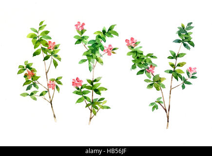 Aquarell von Blättern und Blumen auf weißem Hintergrund Stockfoto