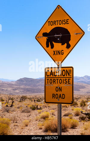 Schildkröte überqueren Stockfoto