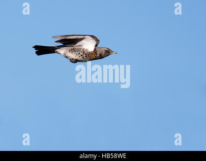 Wacholderdrossel (Turdus Pilaris) im Flug, Warwickshire Stockfoto