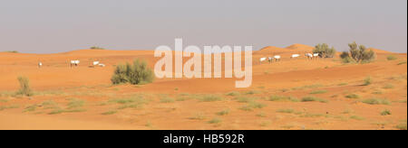 Arabische Oryx (Oryx Leucoryx) in einer Wüste in der Nähe von Dubai Stockfoto