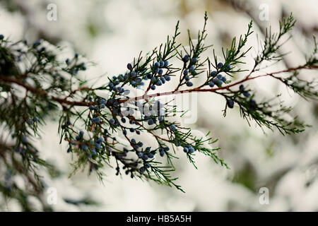 Winterlandschaft. Die Zypresse-Zweig unter dem Schnee. Selektiven Fokus. Stockfoto