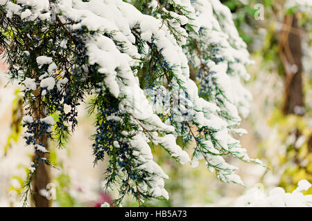 Winterlandschaft. Die Zypresse-Zweig unter dem Schnee. Selektiven Fokus. Stockfoto