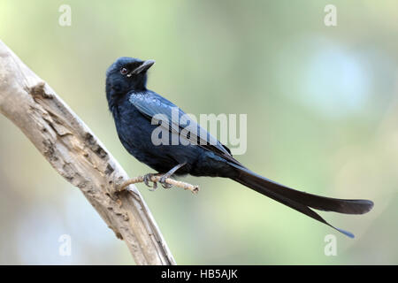 Hockende schwarz-Drongo (Dicrurus Macrocercus). Goa, Indien Stockfoto