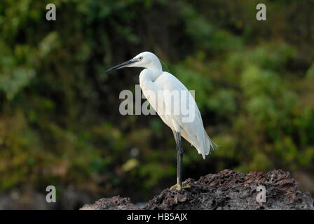 Seidenreiher (Egretta Garzetta). Goa, Indien Stockfoto