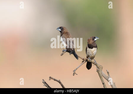 Zwei Sitzstangen White rumped Munia (Lonchura Striata). Goa, Indien Stockfoto