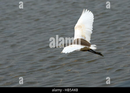 Fliegende indischen Teich Heron (Ardeola Grayii). Goa, Indien Stockfoto