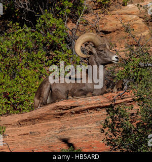 Wüste Bighorn Sheep Ram, Zion Park, Utah, Vereinigte Staaten von Amerika Stockfoto