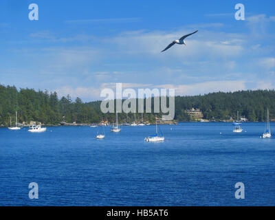 Sea Gull Fliegen in Friday Harbor, San Juan Island, Wa Stockfoto