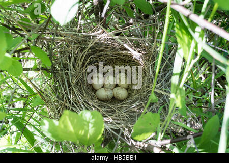 Russland, Rjasan (Ryazanskaya Oblast), Bezirk Pronsky Stockfoto