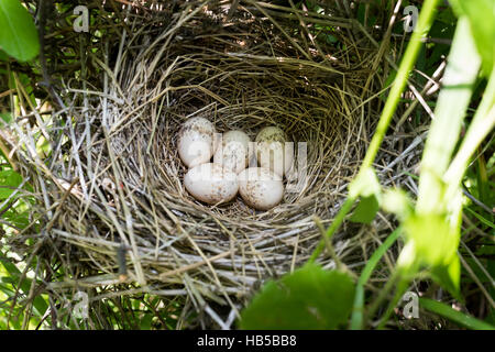 Russland, Rjasan (Ryazanskaya Oblast), Bezirk Pronsky Stockfoto