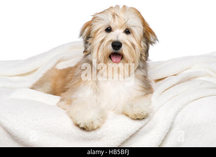 Glücklicher rötlicher Bichon Havaneser Welpen Hund liegt auf einem weißen Bettdecke Stockfoto
