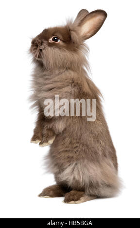 Niedliche stehende Schokolade gefärbt Lionhead Hase Stockfoto