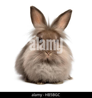 Chocolate farbigen Lionhead Hase liegend Stockfoto