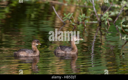 paar der Trauerschnäpper abgerechnet Haubentaucher Schwimmen im Florida Park Stockfoto