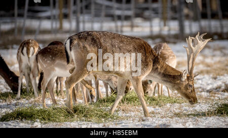 Europäischer Damhirsch männlichen Morgen Fütterung Stockfoto
