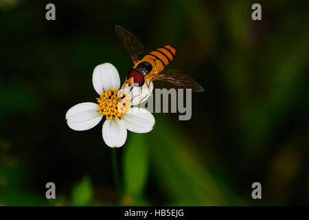 Weiße Blüten mit einer Biene thront auf weichen Hintergrund verschwimmen. Stockfoto